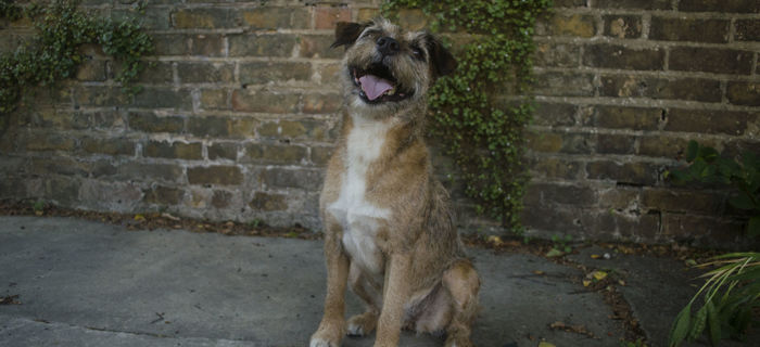 Luna the Office Dog in the Spotlight!