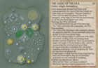 Sidequest Decks: High Seas, Pirates, & Ports - Image 3