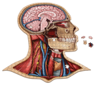 Dr. Livingston's Anatomy Jigsaw Puzzle: Volume I The Human Head - Image 2