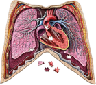 Dr. Livingston's Anatomy Jigsaw Puzzle: Volume II The Human Thorax - Image 2