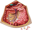 Dr. Livingston's Anatomy Jigsaw Puzzle: Volume III The Human Abdomen - Image 2