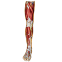 Dr. Livingston's Anatomy Jigsaw Puzzle: Volume VI The Human Right Leg - Image 2