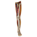 Dr. Livingston's Anatomy Jigsaw Puzzle: Volume VII The Human Left Leg - Image 2