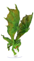Dungeons & Dragons: Icons of the Realm - Adult Green Dragon Premium Figure - Image 2