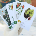 Botany: A Victorian Expedition ***DAMAGED ITEM*** - Image 3