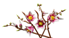 LEGO&reg; Botanicals Magnolia Branches (11510) - Image 3