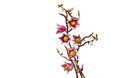 LEGO&reg; Botanicals Magnolia Branches (11510) - Image 4