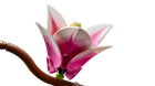 LEGO&reg; Botanicals Magnolia Branches (11510) - Image 5