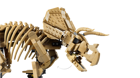 LEGO&reg; Jurassic World Dinosaur Fossils: Triceratops (77985) - Image 5
