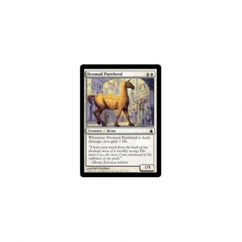 Dromad Purebred : RAVNICA: CITY OF GUILDS 015/306 - Magic the Gathering Single Card